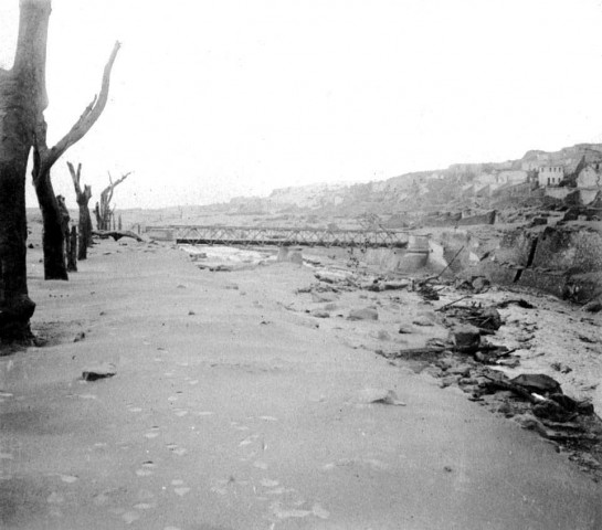 Saint-Pierre. Arbres dévastés après l'éruption du 08 mai 1902