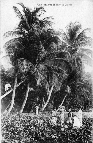 Une cueillette de coco au Carbet