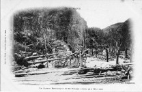 Martinique. Saint-Pierre. Le jardin botanique de Saint-Pierre après le 8 mai 1902