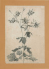 Ancolie (fleurs)