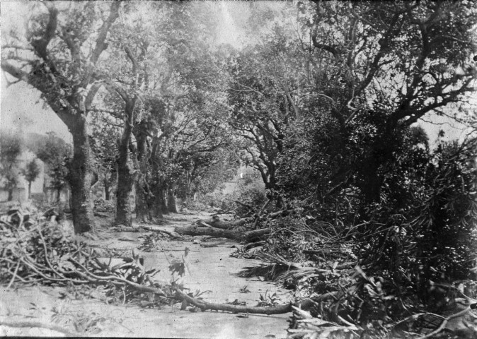 Fort-de-France. L'allée des soupirs au lendemain du cyclone du 9 août 1903