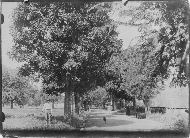 Saint-Pierre. Une des allées du jardin des plantes