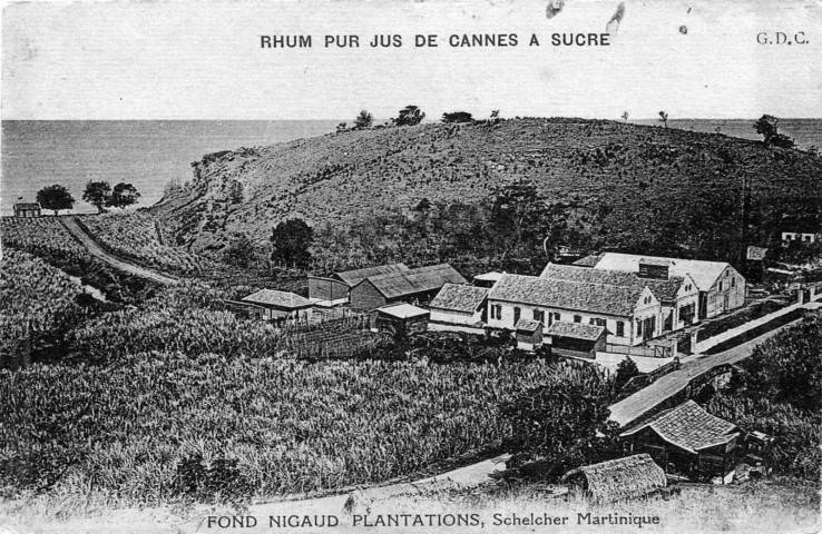 Schoelcher. Fond Nigaud. Plantations de cannes à sucre