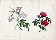 Variété de fleurs