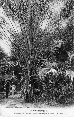 Martinique. Un coin de l'ancien jardin botanique à Saint-Pierre