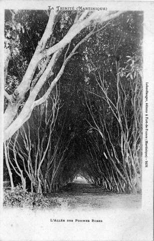 La Trinité (Martinique). L'allée des pommes roses