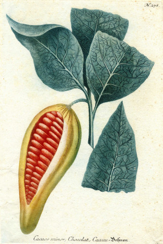 Cacaos minor, Chocolat, Caccau, Bofmen