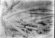 Saint-Pierre. Cadavre carbonisé après l'éruption du 8 mai 1902