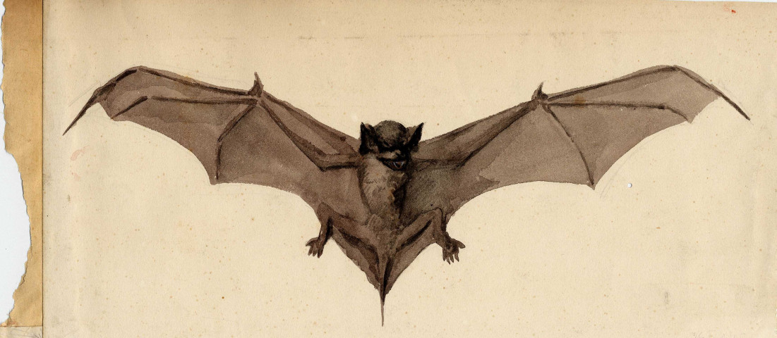 Chauve-Souris