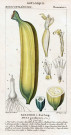 Botanique. Bananier à fruit long