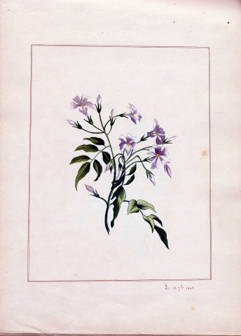 Variété de fleurs