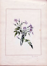 Variété de fleurs