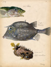 (vive) Labous - (coffre) - (poisson armé) Diodon maculatim