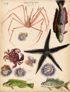 Leptodia lagittoria (araignée), crabe, étoile de mer, Actinie, Patate