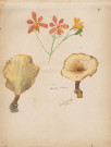 Fleurs : Agarieus velereus
