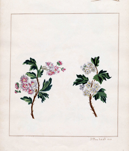 Variété de fleurs