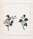 Variété de fleurs