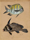 Poissons