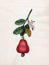 Pomme d'acajou rouge