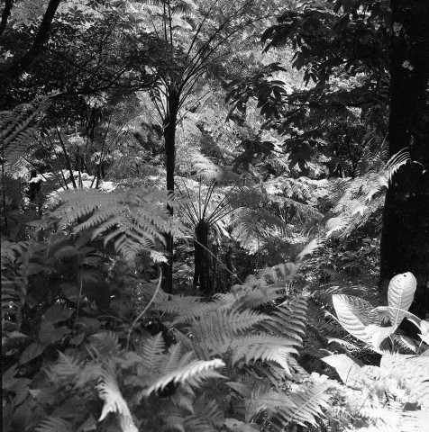 Fort-de-France, Colson. écosystème tropical : paysage végétal