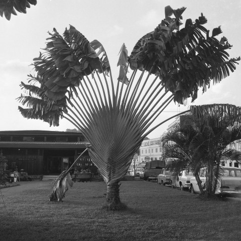 Fort-de-France, centre-ville, La Savane. scènes de la vie quotidienne ; monuments commémoratifs de la ville : statue de Pierre Belain d'Esnambuc, Arbre du Voyageur