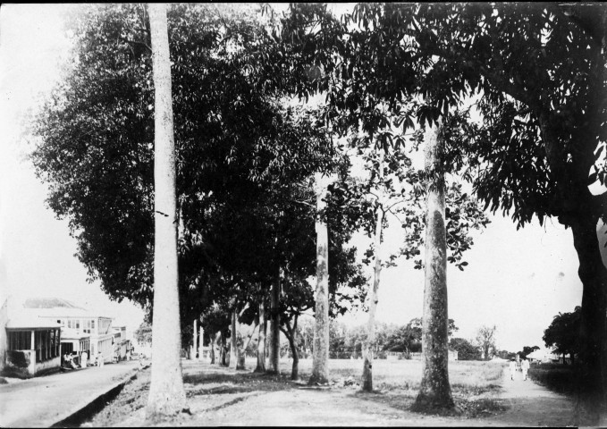 Fort-de-France. Une des allées de la Savane