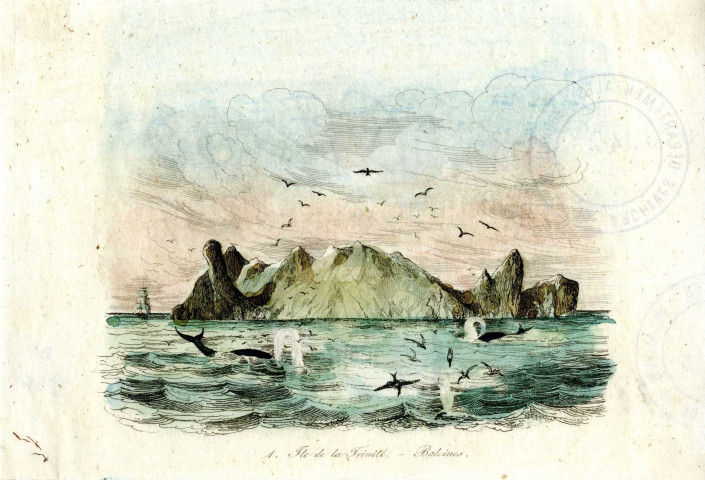 Ile de la Trinité. Baleines