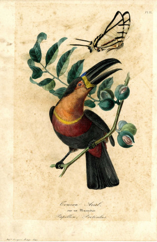 Toucan Ariel sur un muscadier. Papillon Protésilas