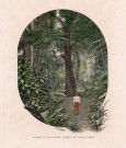 Lianes et fougères (Forêt de Sainte-Luce)