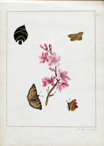 Variété de fleurs et papillons