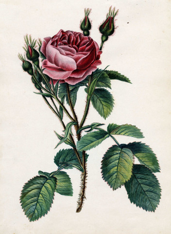 Variété de fleurs