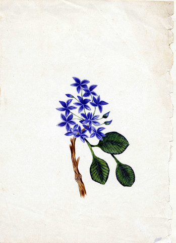 Variété de fleurs