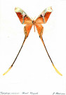Papillon - Copioptéryx Semiramis - Brésil - Venezuela