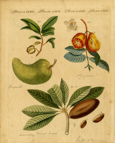 Fruits d'Amérique : Goyavier poirier, corossol, mameï-sapote