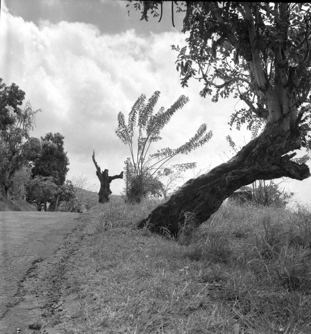 Le Diamant. milieu rural : route de campagne