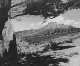 La montagne Pelée en 1952, vue du célèbre "Fromager" à Saint-Pierre, route de Fonds Saint-Denis. Photographie de 50,5x61