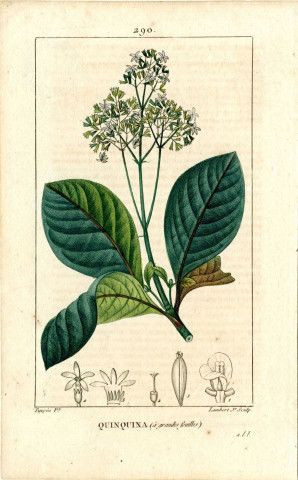 Quinquina à grandes feuilles