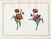 Variété de fleurs