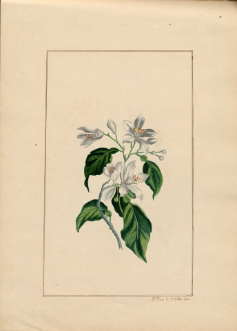 Variété de fleurs