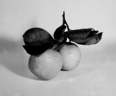 Technique photographique. Nature morte : fruits locaux