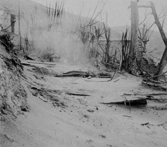 Saint-Pierre. Arbres dévastés après l'éruption du 08 mai 1902