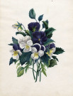 Variété de fleurs