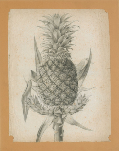 Ananas