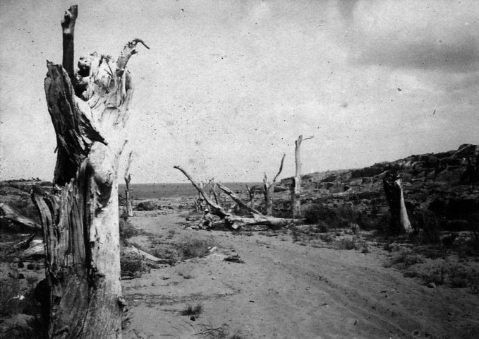 Saint-Pierre. Arbres dévastés après l'éruption