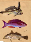 Poissons