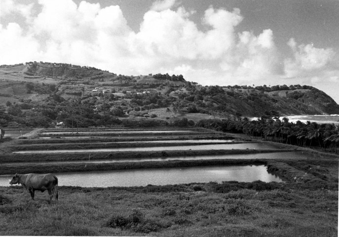 Lorrain : bassins d'écrevisses