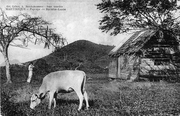 Martinique. Paysage de Sainte-Luce