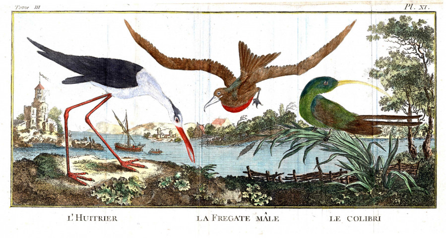 L'Huitrier - La Frégate Mâle - Le Colibri