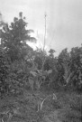 Gros-Morne. Jardin créole