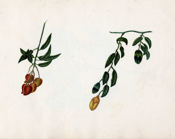 Fruits